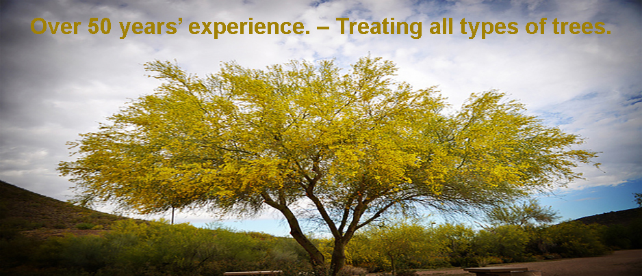 images/Being-Infected-With-Mites-Is-Bad-For-Your-Palo-Verde-Trees-In-Avondale-Call-Us.jpg